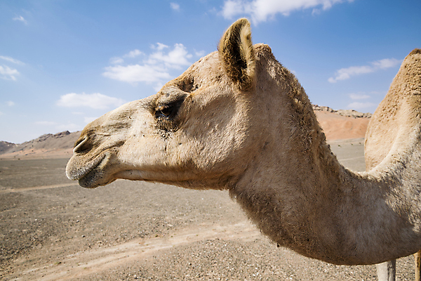 포토 JPG 해외이미지 동물 1 응시 아시아 포유류 아프리카 자연 산 건조 털 사람없음 가로 파란색 갈색 머리카락 머리 가축 사막 만 뜨거움 중앙 모래언덕 입술 코 귀 아라비아 목 동쪽 내추럴 아랍에미리트 단봉낙타 아랍어 해외포토 시선 나라 컬러 중동 신체부위 방향 언덕 생태계 파일형식 이미지허브