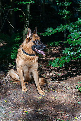 포토 JPG 해외이미지 동물 응시 공원 남자 자연 휴식 건조 털 경비 앉기 성인 사람없음 야외 초록색 반려동물 갈색 머리 검은색 양치기 개 보호 숲 혀 경계 보안 귀 경호원 내추럴 기르기 동반자 신앙심 유래 인내 충실 해외포토 직업 시선 공공시설 컬러 컨셉 포유류 모션 안전 사람 신체부위 입 생태계 돌봄 파일형식 이미지허브