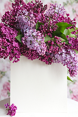 포토 JPG 해외이미지 디자인 여자 꽃잎 꽃 종이 꽃다발 백그라운드 컨셉 꽃무늬 장신구 텍스트 휴가 휴식 주택 프레임 사람없음 뷰티 우주 다이어리 보라색 봄 수확 벚꽃 흰색 메시지 플랫 잡지 정상 위치 라일락 내추럴 구성 파스텔톤 목업 방식 미니멀 해외포토 식물 계절 컬러 무늬 농업 사람 건물 간행물 사무용품 파일형식 이미지허브