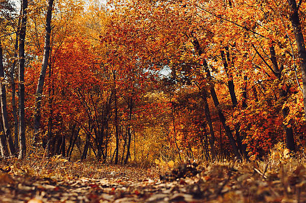 포토 JPG 해외이미지 주간 나무 공원 유럽 길 낙엽 단풍나무 사람없음 야외 소프트포커스 숲 네덜란드 해외포토 자연요소 식물 공공시설 나라 단풍 잎 촬영기법 파일형식 이미지허브