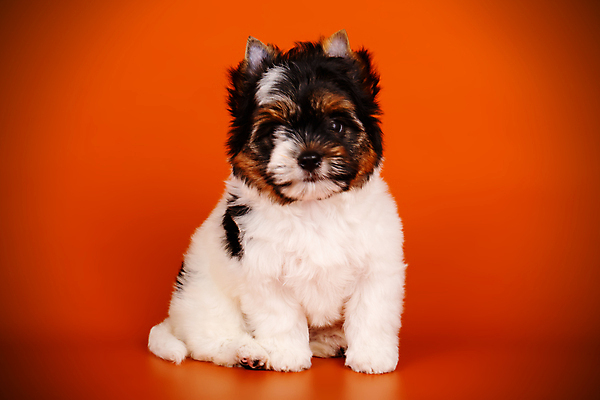 포토 JPG 해외이미지 나무 동물 1 행복 새끼 백그라운드 크리스마스 공 휴가 새로움 털 미소 사람없음 장식 빨간색 반려동물 산타클로스 귀여움 검은색 거울 흰색 개 달콤 강아지 작음 샴페인 요크셔테리어 테리어 연도 활 솜털 송곳니 기르기 비버 삼색 해외포토 식물 기념일 감정 컬러 컨셉 포유류 주류 표정 맛 치아 크기 돌봄 파일형식 이미지허브