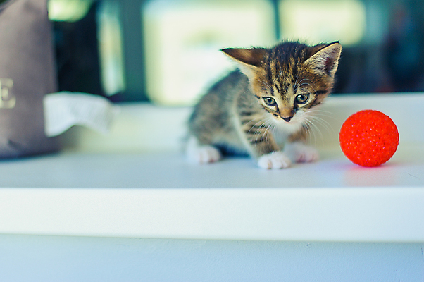 포토 JPG 해외이미지 동물 1 여자 남자 장난 공 창문 포유류 유리 놀이 주택 털 실내 앉기 사람없음 빨간색 여름 반려동물 고양이 가축 회색 흰색 아기 달콤 작음 가슴 모피 부드러움 솜털 고립 혼자 안락 해외포토 계절 컬러 컨셉 모션 재질 사람 내부 건물 신체부위 감각 맛 크기 파일형식 이미지허브