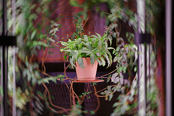 포토 JPG 해외이미지 식물 꽃 백그라운드 잎 자연 주택 실내 사람없음 내부 장식 뷰티 갈색 정원 성장 벚꽃 신선 개화 닫기 냄비 소프트포커스 오브젝트 원예 보케 점토 내추럴 해외포토 컬러 모션 촬영기법 취미 건물 솥 생태계 파일형식 이미지허브