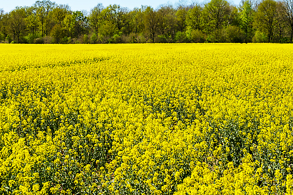 포토 JPG 해외이미지 꽃 밭 농업 자연 사람없음 초록색 농작물 노란색 환경 벚꽃 유채 카놀라 해외포토 식물 산업 컬러 생태계 파일형식 이미지허브