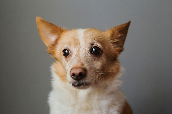 포토 JPG 해외이미지 동물 응시 행복 얼굴 새끼 백그라운드 오렌지 포유류 놀이 사람없음 반려동물 귀여움 게임 개 강아지 작음 고립 미니 해외포토 시선 감정 컨셉 과일 신체부위 크기 파일형식 이미지허브