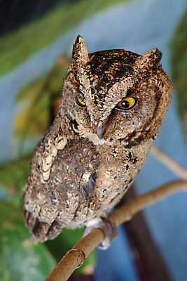 포토 JPG 해외이미지 나무 동물 캐릭터 디자인 꽃 행복 야생동물 어린이 백그라운드 잎 꽃무늬 일러스트 자연 조류 미술 사람없음 그래픽 장식 여름 세트 컬러풀 갈색 수확 흰색 나뭇가지 아기 신용카드 달콤 숲 인쇄 만화 그림 초대 부엉이 고립 삼림지대 엘리먼트 해외포토 식물 계절 감정 컬러 무늬 농업 문화예술 사람 금융 맛 생태계 파일형식 이미지허브