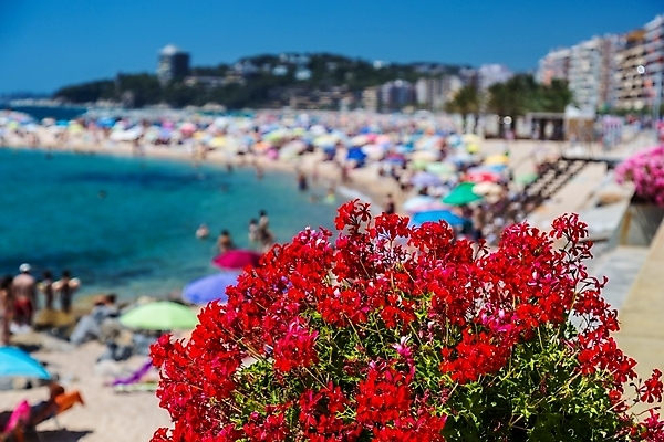 포토 JPG 해외이미지 꽃 유럽 바다 여행 하늘 호텔 사람 사람없음 야외 여행객 맑음 스페인 지중해 휴양지 양산 바르셀로나 스페인어 제라늄 해외포토 식물 나라 숙소 날씨 장소 파일형식 이미지허브