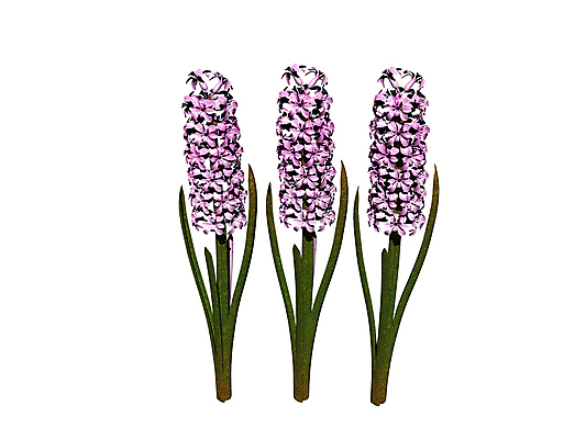 포토 JPG 해외이미지 꽃 줄기 분홍색 잎 사람없음 그래픽 초록색 보라색 봄 벚꽃 제비꽃 화단 해외포토 식물 계절 컬러 파일형식 이미지허브