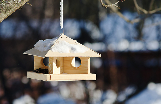 포토 JPG 해외이미지 나무 겨울 자연 지붕 씨앗 사람없음 목재 빛 햇빛 침묵 추위 덮개 흰색 나뭇가지 시골 닫기 먹이 블러 수유 신발장 눈내림 해외포토 식물 계절 컬러 재료 모션 눈_날씨 태양 소리 뚜껑 생태계 파일형식 이미지허브