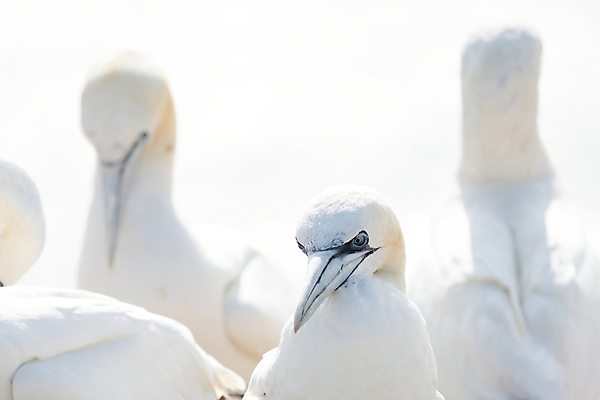 포토 JPG 해외이미지 동물 야생동물 바다 섬 여행 백그라운드 날개 자연 조류 풍경 사람없음 야외 물 여름 파란색 빛 컬러풀 노란색 환경 놀람 흰색 그룹 깃털 부리 부드러움 내추럴 강렬 식민지 인구 흥미 많음 해외포토 자연요소 계절 감정 컬러 컨셉 표정 감각 생태계 파일형식 이미지허브