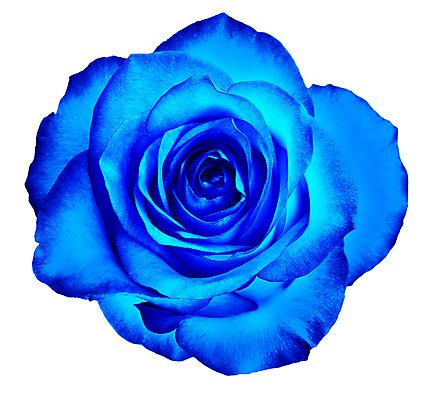 포토 JPG 해외이미지 식물 꽃잎 꽃 백그라운드 잎 꽃무늬 자연 휴가 친절 사랑 사람없음 여름 빛 뷰티 장미 유행 봄 벚꽃 흰색 인사 신선 오픈 정상 자르기 심볼 싱글 부드러움 진홍색 내추럴 고립 파스텔톤 해외포토 계절 감정 컬러 무늬 모션 빨간색 예절 감각 생태계 파일형식 이미지허브