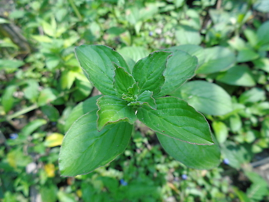 포토 JPG 해외이미지 식물 라이프스타일 계절 공원 꽃 백그라운드 잎 밭 골프 자연 추상 바닥 잔디 사람없음 야외 초록색 뷰티 정원 봄 흰색 신선 원형 구멍 잡초 닫기 허브 그네 질감 내추럴 뒤뜰 땅바닥 페어웨이 해외포토 도형 공공시설 컬러 무늬 농업 모션 생활 구기 생태계 파일형식 이미지허브