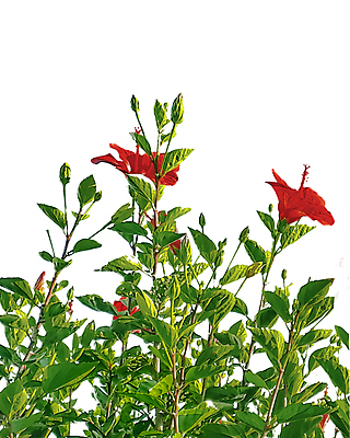 포토 JPG 해외이미지 식물 디자인 꽃잎 꽃 백그라운드 잎 꽃무늬 자연 사람없음 빨간색 초록색 여름 뷰티 정원 봄 활발 벚꽃 개화 자르기 흰배경 내추럴 고립 이국적 히비스커스 해외포토 계절 컬러 컨셉 무늬 모션 흰색 생태계 파일형식 이미지허브