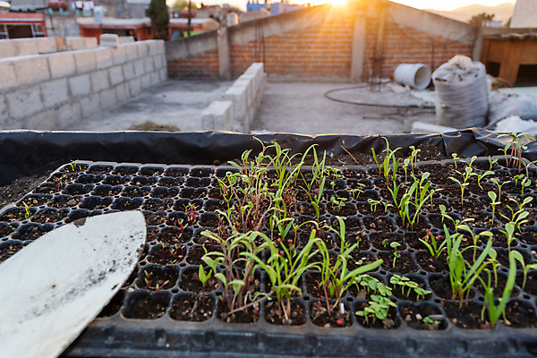 포토 JPG 해외이미지 식물 손 음식 잎 농업 채소 재료 자연 고추 노동자 씨앗 취미 사람없음 초록색 정원 흙 봄 성장 공구 시골 업무 냄비 상추 삽 뿌리기 시작 유기농 원예 갈퀴 땅바닥 묘목 옛날 카피스페이스 해외포토 나무 직업 웰빙 계절 산업 컬러 모션 바닥 신체부위 공백 도구 작업 솥 생태계 파일형식 이미지허브