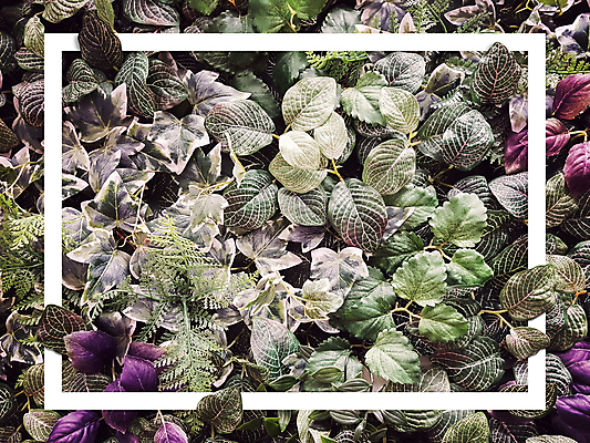 포토 JPG 해외이미지 나무 식물 템플릿 디자인 계절 백그라운드 컨셉 잎 패턴 자연 벽지 추상 아이디어 프레임 사람없음 초록색 컬러풀 유행 정원 봄 공백 수확 흰색 신선 신용카드 플랫 숲 엉덩이 유기농 질감 위치 내추럴 힙스터 그리너리 미니멀 해외포토 웰빙 패션 컬러 무늬 농업 신체부위 금융 생태계 파일형식 트랜드컬러 이미지허브