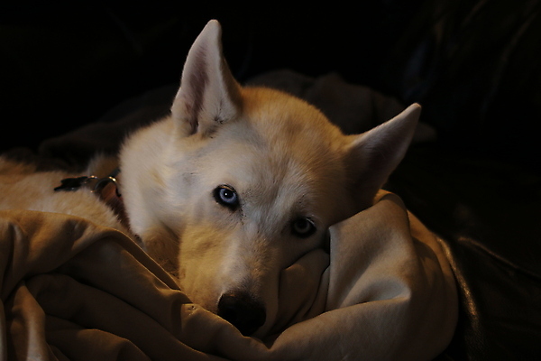 포토 JPG 해외이미지 동물 척추동물 행복 새끼 2 포유류 관계 포옹 함께함 사랑 사람없음 친구 반려동물 귀여움 고양이 화목 우정 흰색 개 강아지 매끈함 작음 유혹 혀 늑대 송곳니 거짓말 고립 돌봄 시베리아 유래 충실 해외포토 감정 컬러 컨셉 안기 모션 입 감각 치아 크기 파일형식 이미지허브