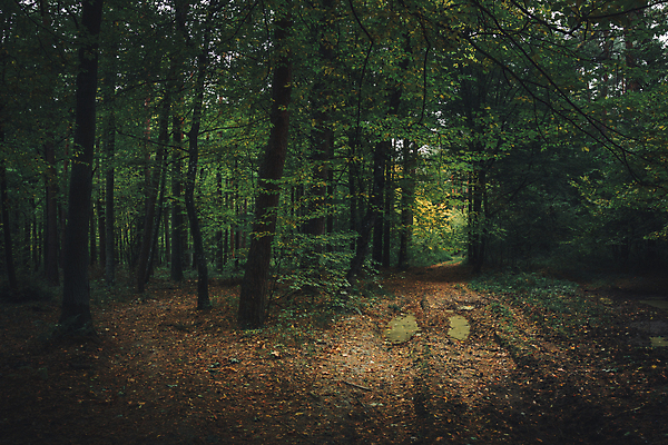 포토 JPG 해외이미지 나무 도로 길 여행 잎 자연 요정 풍경 사람없음 목재 초록색 여름 환경 어둠 젖음 가을 숲 신비 오솔길 무서움 비밀 공상 마법 방법 삼림지대 오싹 해외포토 식물 계절 감정 컬러 컨셉 재료 교통시설 생태계 파일형식 이미지허브