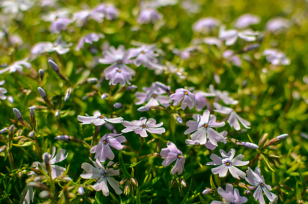 포토 JPG 해외이미지 식물 공원 꽃잎 꽃 백그라운드 꽃무늬 자연 사람없음 야외 장식 초록색 여름 파란색 뷰티 정원 보라색 봄 벚꽃 흰색 개화 허브 원예 러시아 영원 해외포토 계절 공공시설 유럽 컬러 무늬 취미 생태계 파일형식 이미지허브