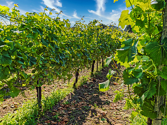 포토 JPG 해외이미지 식물 음식 여행 잎 농업 과일 자연 포도 휴가 덴마크 풍경 사람없음 야외 초록색 여름 농장 와인 정원 프랑스 수확 성장 가을 흰색 시골 신선 다발 생태계 포도밭 포도나무 내추럴 양조장 해외포토 계절 유럽 산업 컬러 밭 주류 북유럽 과일나무 파일형식 이미지허브