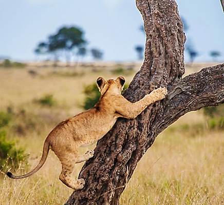 포토 JPG 해외이미지 주간 나무 한마리 야생동물 초원 사람없음 야외 아웃포커스 오르기 육식동물 암사자 해외포토 자연요소 식물 동물 1 모션 촬영기법 사자 암컷 파일형식 이미지허브