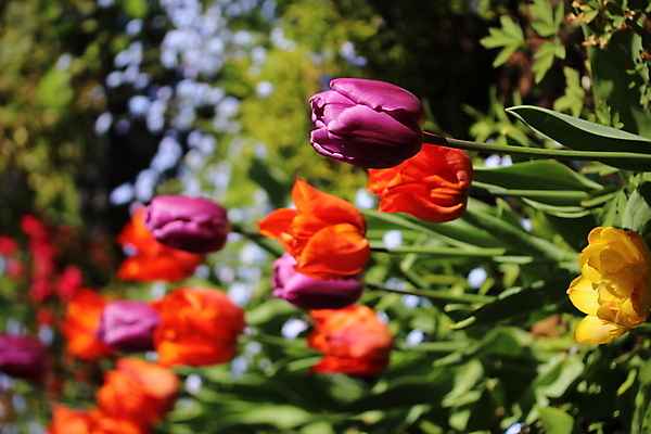 포토 JPG 해외이미지 공원 사람없음 야외 튤립 화단 해외포토 공공시설 꽃 파일형식 이미지허브