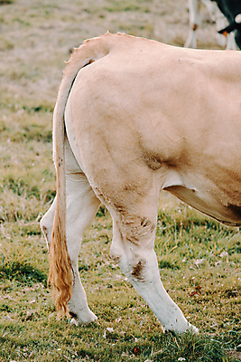 포토 JPG 해외이미지 동물 1 유럽 음식 밭 농업 포유류 자연 육류 사람없음 야외 초록색 햇빛 농장 갈색 가축 소고기 우유 시골 소 군중 상품 혀 언덕 황소 코 생물학 장면 부드러움 송아지 밭일 생태학 반추동물 해외포토 교육 나라 산업 새끼 컬러 식재료 유제품 사람 신체부위 태양 입 감각 생태계 파일형식 이미지허브