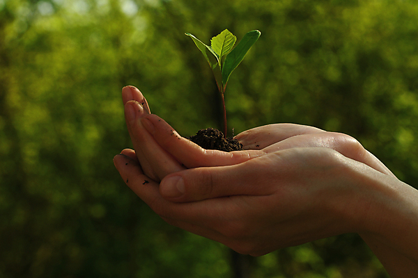포토 JPG 해외이미지 나무 손 백그라운드 들기 아웃포커스 신체부위 초록색 새싹 흙 흙더미 해외포토 식물 컬러 모션 촬영기법 사람 파일형식 더미 이미지허브
