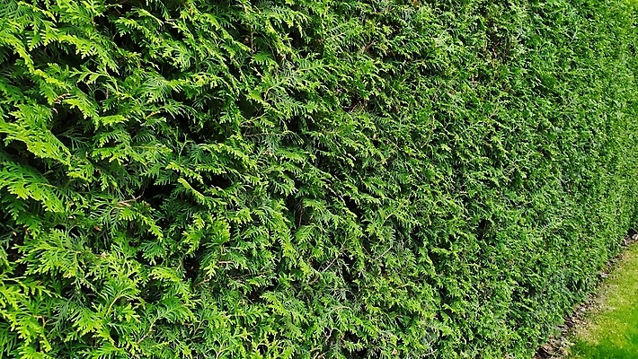 포토 JPG 해외이미지 나무 식물 응시 공원 선 벽 백그라운드 컨셉 잎 패턴 자연 벽지 표면 추상 사람없음 야외 초록색 울타리 우주 환경 정원 봄 공백 경계선 큼 관목 묘사 에코 원예 질감 상록수 강렬 생태학 정중 줄서기 테마 해외포토 시선 계절 공공시설 교육 컬러 무늬 모션 취미 담장 크기 경계 생태계 파일형식 이미지허브