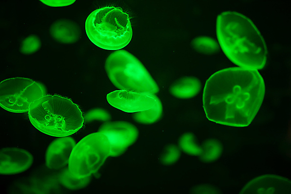 포토 JPG 해외이미지 여러마리 사람없음 초록색 바닷속 수중동물 자포동물 해파리 해외포토 동물 컬러 다수 수중 파일형식 이미지허브