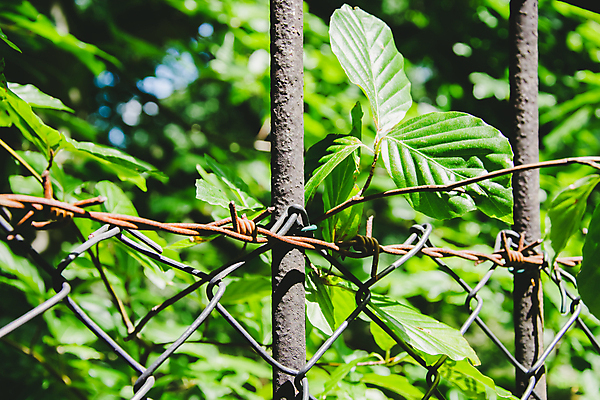 포토 JPG 해외이미지 나무 식물 백그라운드 잎 꽃무늬 패턴 자연 사람없음 야외 초록색 빛 울타리 환경 정원 성장 나뭇가지 신선 보호 질감 내추럴 해외포토 꽃 컬러 컨셉 무늬 담장 생태계 파일형식 이미지허브