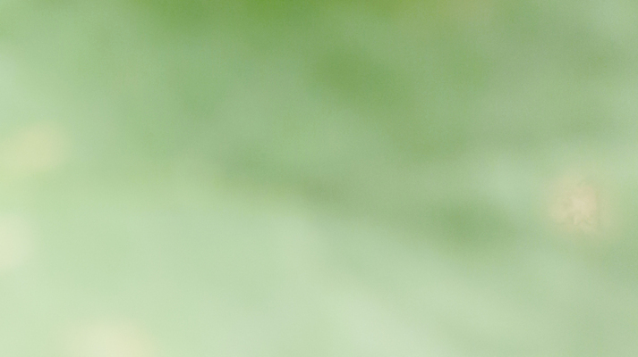 포토 JPG 해외이미지 나무 식물 템플릿 배너 계절 지구 백그라운드 잎 자연 벽지 추상 휴식 경사 사람없음 그래픽 초록색 빛 햇빛 태양 환경 정원 봄 에너지 흰색 신선 매끈함 소프트포커스 질감 보케 부드러움 개발 바이오 블러 생태학 그리너리 효과 해외포토 자연요소 교육 컬러 컨셉 무늬 촬영기법 감각 생태계 파일형식 트랜드컬러 이미지허브