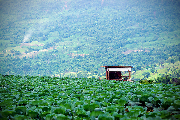 포토 JPG 해외이미지 식물 계절 음식 백그라운드 잎 농업 다이어트 채소 태국 자연 건강 사람없음 야외 초록색 물 농장 머리 정원 봄 샐러드 수확 성장 흰색 신선 떨어짐 큼 먹기 유기농 시골집 양배추 날것 내추럴 밭일 채식주의자 해외포토 자연요소 웰빙 산업 아시아 컬러 컨셉 모션 주택 신체부위 크기 생태계 채식 파일형식 이미지허브