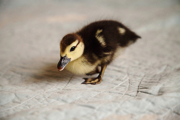 포토 JPG 해외이미지 동물 자연 오리 사람없음 아기 작음 호기심 해외포토 감정 컨셉 조류 사람 크기 생태계 파일형식 이미지허브