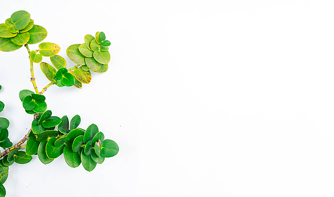 포토 JPG 해외이미지 나무 식물 기념일 백그라운드 잎 자연 프레임 사람없음 야외 초록색 뷰티 우주 환경 정원 봄 성장 흰색 나뭇가지 신선 숲 묘사 유기농 질감 레이아웃 내추럴 고립 구성 목업 카피스페이스 해외포토 웰빙 계절 컬러 이벤트 공백 생태계 파일형식 이미지허브