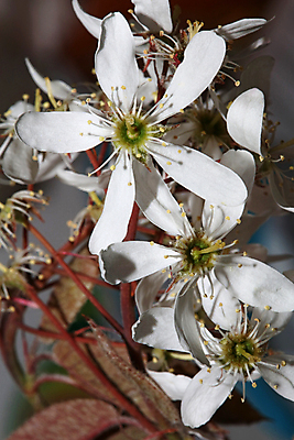 포토 JPG 해외이미지 식물 공원 열매 꽃 별 호수 분홍색 크리스마스 꽃무늬 공 자연 조류 표면 휴가 사랑 사람없음 야외 장식 물 강 환경 정원 보라색 화환 회색 벚꽃 흰색 나뭇가지 연못 개화 은색 사과 제비꽃 내추럴 민물 많음 해외포토 자연요소 나무 동물 공공시설 기념일 감정 컬러 컨셉 무늬 과일 생태계 파일형식 이미지허브