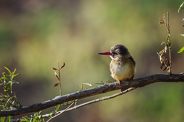 포토 JPG 해외이미지 주간 야생동물 자연 조류 사람없음 야외 아웃포커스 물새 물총새 크루거 해외포토 자연요소 동물 촬영기법 생태계 남아프리카공화국 파일형식 이미지허브