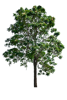 포토 JPG 해외이미지 나무 식물 계절 줄기 백그라운드 낙엽 잎 자연 건조 그림자 사람없음 야외 목재 장식 초록색 환경 정원 봄 성장 흰색 나뭇가지 고독 숲 큼 수집 심볼 오브젝트 싱글 에코 호두 내추럴 고립 묘목 생태학 옛날 웅장함 그리너리 해외포토 교육 감정 컬러 재료 견과류 크기 생태계 파일형식 트랜드컬러 이미지허브