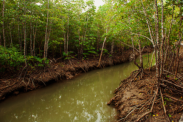 포토 JPG 해외이미지 나무 식물 공원 아시아 섬 백그라운드 자연 풍경 사람없음 물 환경 습지 숲 열대우림 에코 생태계 뿌리 상록수 내추럴 삼림지대 생태학 해일 해외포토 자연요소 공공시설 교육 나라 자연재해 파일형식 이미지허브