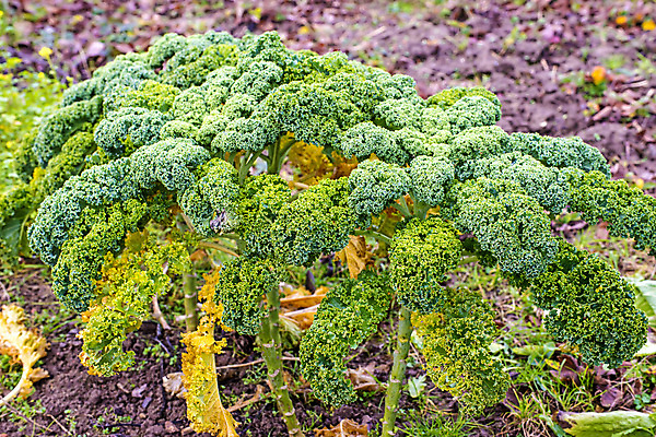 포토 JPG 해외이미지 식물 음식 백그라운드 잎 농업 다이어트 채소 재료 건강 사람없음 야외 목재 초록색 정원 샐러드 신선 닫기 유기농 양배추 날것 채식주의자 케일 해외포토 나무 웰빙 산업 컬러 모션 채식 파일형식 이미지허브