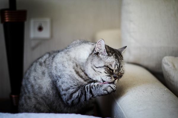 포토 JPG 해외이미지 동물 남자 조각 곡선 포유류 포옹 발 자연 영국 수염 주택 털 사람없음 파란색 반려동물 귀여움 고양이 붓 핥기 고립 집게발 그루밍 포트폴리오 해외포토 유럽 선 컬러 컨셉 안기 모션 사람 건물 신체부위 생태계 파일형식 이미지허브
