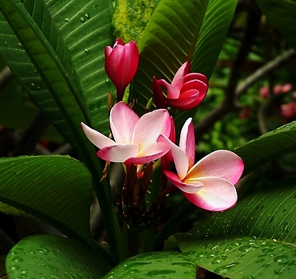 포토 JPG 해외이미지 나무 식물 꽃잎 꽃 잎 곡선 자연 사람없음 초록색 물 노란색 보라색 벚꽃 물방울 향기 해외포토 자연요소 선 컬러 생태계 냄새 파일형식 이미지허브