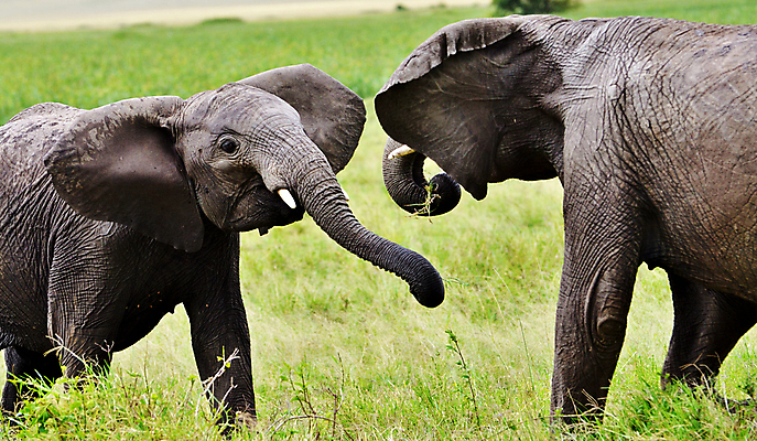 포토 JPG 해외이미지 주간 야생동물 두마리 초식동물 코끼리 사람없음 야외 마주보기 해외포토 자연요소 동물 2 포유류 모션 파일형식 이미지허브