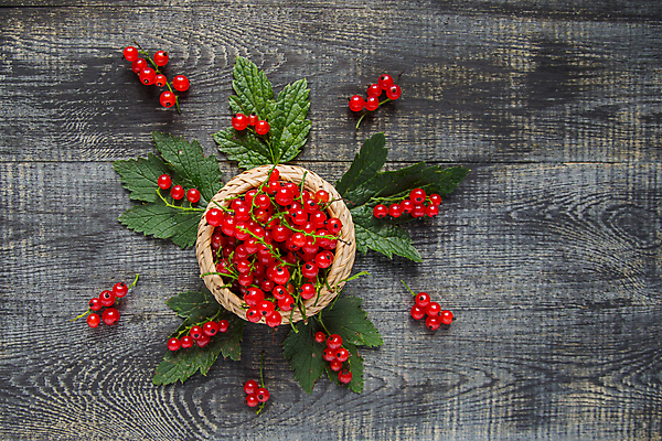 포토 JPG 해외이미지 계절 열매 음식 줄기 잎 다이어트 자연 디저트 건강 사람없음 목재 빨간색 빛 수확 흰색 나뭇가지 신선 투명 그룹 사발 선택 달콤 맛 다발 먹기 유기농 날것 건포도 숙성 신맛 채식주의자 비건 해외포토 나무 식물 웰빙 컬러 컨셉 농업 재료 모션 포도 사기그릇 생태계 채식 건과일 파일형식 이미지허브