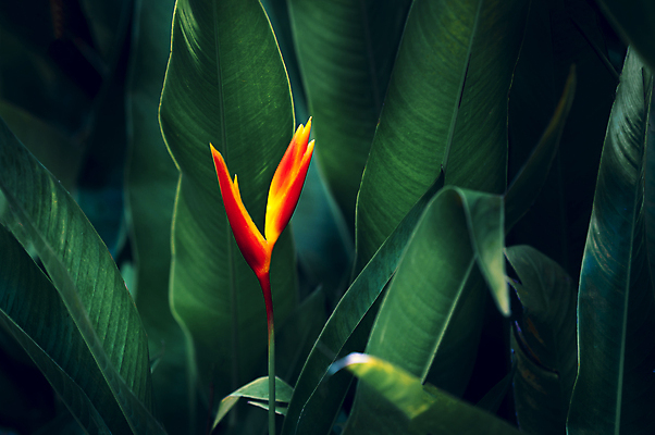 포토 JPG 해외이미지 나무 식물 디자인 계절 꽃 백그라운드 잎 꽃무늬 패턴 오렌지 자연 벽지 추상 손바닥 미술 사람없음 장식 초록색 여름 파란색 컬러풀 뷰티 노란색 정원 스파 어둠 봄 수확 성장 벚꽃 숲 묘사 질감 복고 내추럴 생태학 엘리먼트 이국적 해외포토 손 교육 컬러 무늬 농업 과일 문화예술 생태계 파일형식 이미지허브