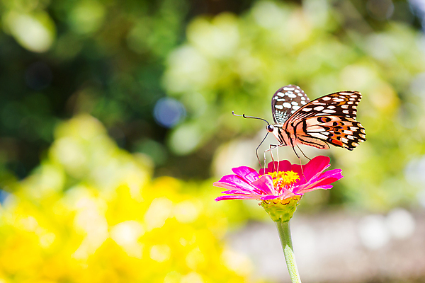 포토 JPG 해외이미지 꽃잎 꽃 나비 곤충 백그라운드 잎 꽃무늬 패턴 날개 오렌지 자연 해바라기 사람없음 빨간색 초록색 여름 빛 컬러풀 햇빛 뷰티 노란색 귀여움 정원 검은색 봄 흰색 달콤 벌레 만족 내추럴 수유 카피스페이스 해외포토 식물 동물 계절 감정 컬러 컨셉 무늬 과일 태양 공백 맛 생태계 파일형식 이미지허브