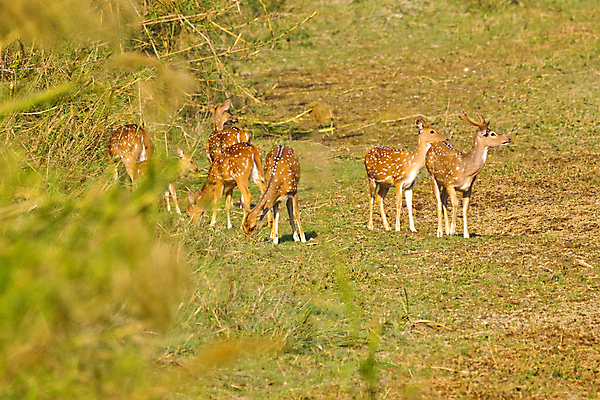 포토 JPG 해외이미지 동물 척추동물 아시아 야생동물 자연 사슴 국립공원 사람없음 초록색 환경 다양 보호 숲 생태계 생물학 네팔 서식지 동물상 무료 보호구역 생태학 해외포토 공원 교육 나라 컬러 다수 컨셉 포유류 조형물 구역 파일형식 이미지허브