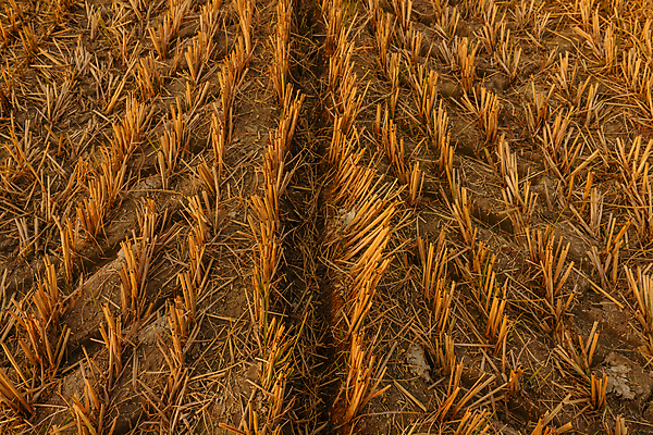 포토 JPG 해외이미지 패턴 농업 건조 사람없음 농경지 기계 시골 업무 볏짚 농부 대칭 각인 해외포토 직업 산업 무늬 농장 작업 짚 파일형식 이미지허브