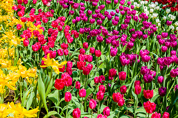 포토 JPG 해외이미지 꽃 백그라운드 풍경 사람없음 농장 튤립 해외포토 식물 농업 파일형식 이미지허브