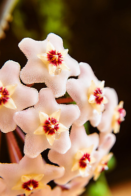 포토 JPG 해외이미지 식물 꽃잎 꽃 별 화초 분홍색 백그라운드 잎 꽃무늬 자연 사람없음 야외 장식 빨간색 초록색 여름 컬러풀 뷰티 정원 봄 벚꽃 흰색 나뭇가지 신선 개화 닫기 향수 묘사 내추럴 왁스 벨벳 해외포토 자연요소 나무 계절 컬러 무늬 모션 화장품 실크 생태계 파일형식 이미지허브