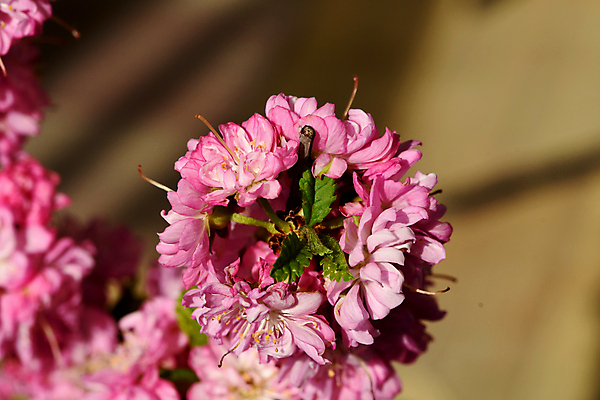 포토 JPG 해외이미지 나무 꽃 자연 사람없음 뷰티 새싹 봄 벚꽃 개화 체리 관목 해외포토 식물 계절 과일 생태계 파일형식 이미지허브
